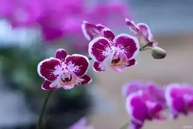 最名贵的10种兰花图片欣赏(50万元以上的兰花图片)