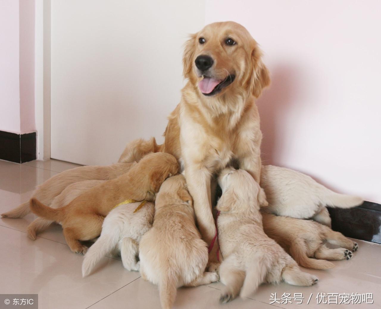 狗狗配种时间选择（晚上还是上午更适合？如何把握好配种时间）