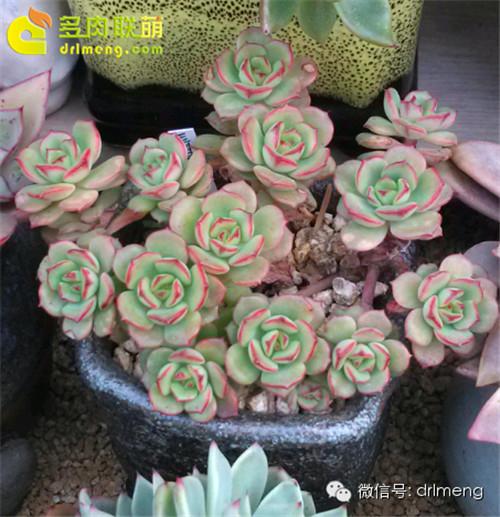 多肉植物静夜的花语，静夜多肉植物寓意（那些以爱为名的多肉）