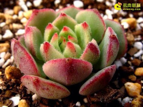 多肉植物静夜的花语，静夜多肉植物寓意（那些以爱为名的多肉）