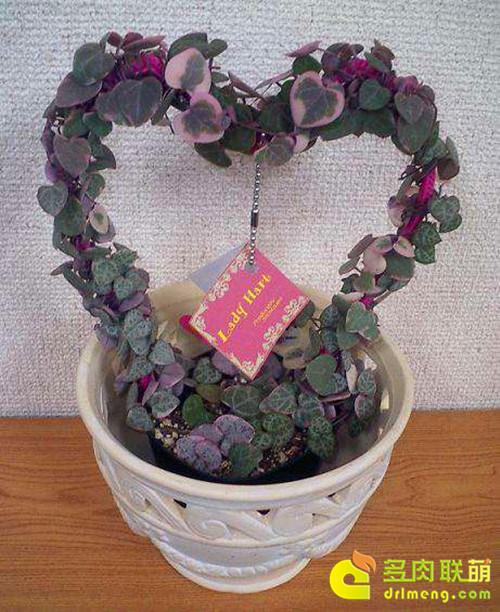 多肉植物静夜的花语，静夜多肉植物寓意（那些以爱为名的多肉）