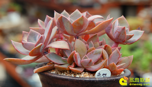 多肉植物静夜的花语，静夜多肉植物寓意（那些以爱为名的多肉）