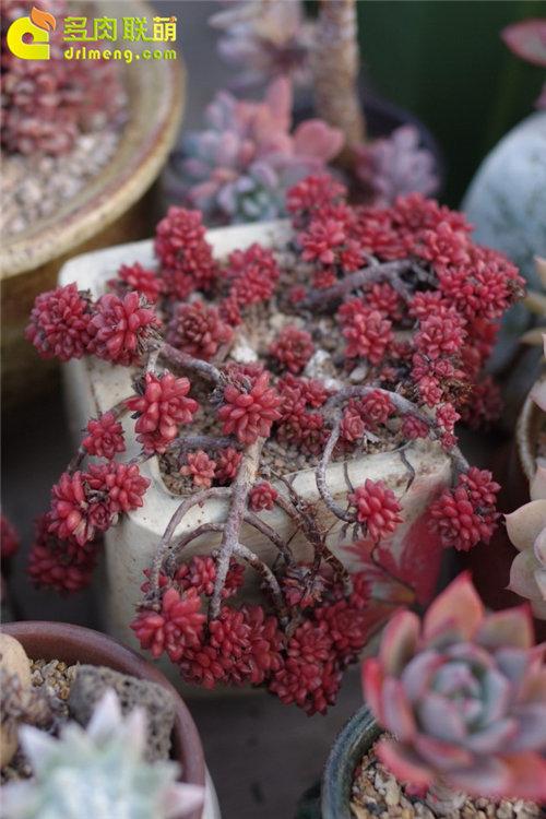 多肉植物静夜的花语，静夜多肉植物寓意（那些以爱为名的多肉）