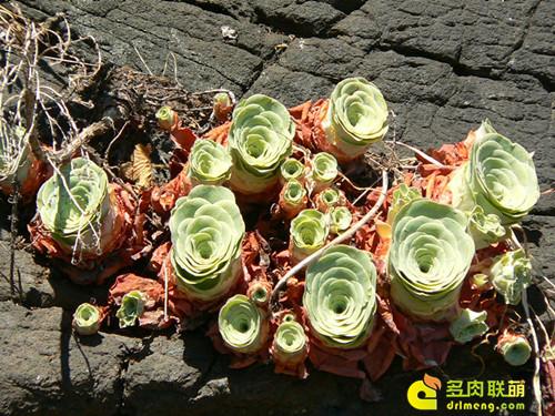 多肉植物静夜的花语，静夜多肉植物寓意（那些以爱为名的多肉）
