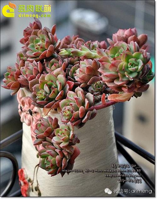 多肉植物静夜的花语，静夜多肉植物寓意（那些以爱为名的多肉）