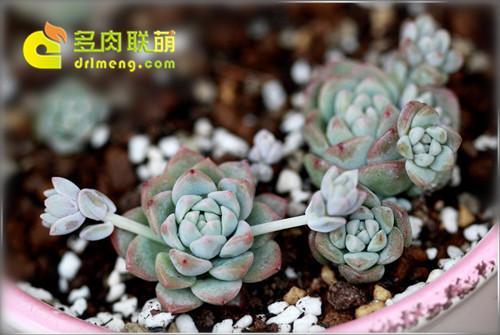 多肉植物静夜的花语，静夜多肉植物寓意（那些以爱为名的多肉）