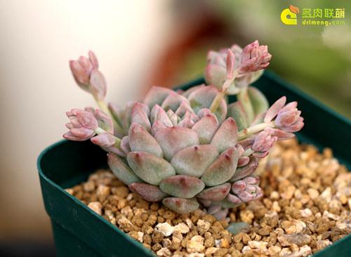 多肉植物静夜的花语，静夜多肉植物寓意（那些以爱为名的多肉）