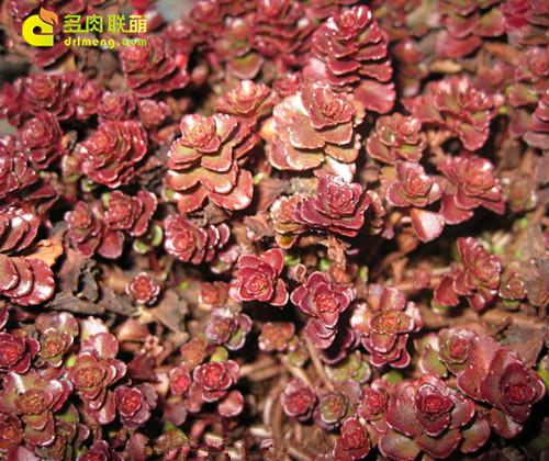 多肉植物静夜的花语，静夜多肉植物寓意（那些以爱为名的多肉）