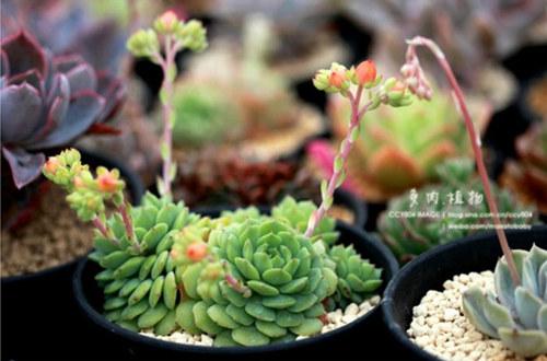 多肉植物静夜的花语，静夜多肉植物寓意（那些以爱为名的多肉）