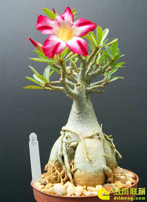 多肉植物静夜的花语，静夜多肉植物寓意（那些以爱为名的多肉）