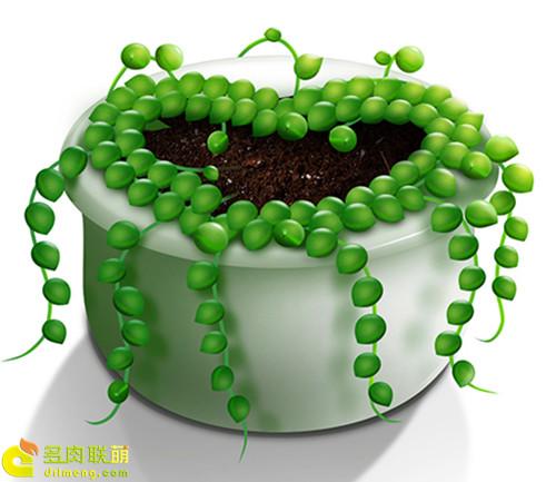 多肉植物静夜的花语，静夜多肉植物寓意（那些以爱为名的多肉）