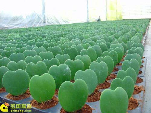 多肉植物静夜的花语，静夜多肉植物寓意（那些以爱为名的多肉）