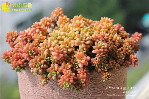 多肉植物静夜的花语，静夜多肉植物寓意（那些以爱为名的多肉）