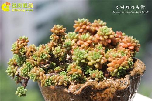 多肉植物静夜的花语，静夜多肉植物寓意（那些以爱为名的多肉）