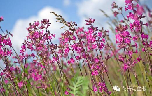 狭叶薰衣草，浪漫如它，来看薰衣草吧！（狭叶薰衣草精油）