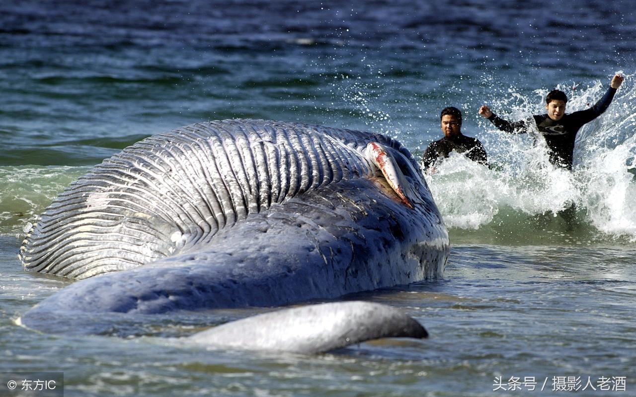 蓝鲸:世界上已知体积最大的动物,刚出生就比大象还重