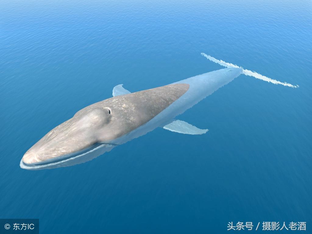 蓝鲸:世界上已知体积最大的动物,刚出生就比大象还重