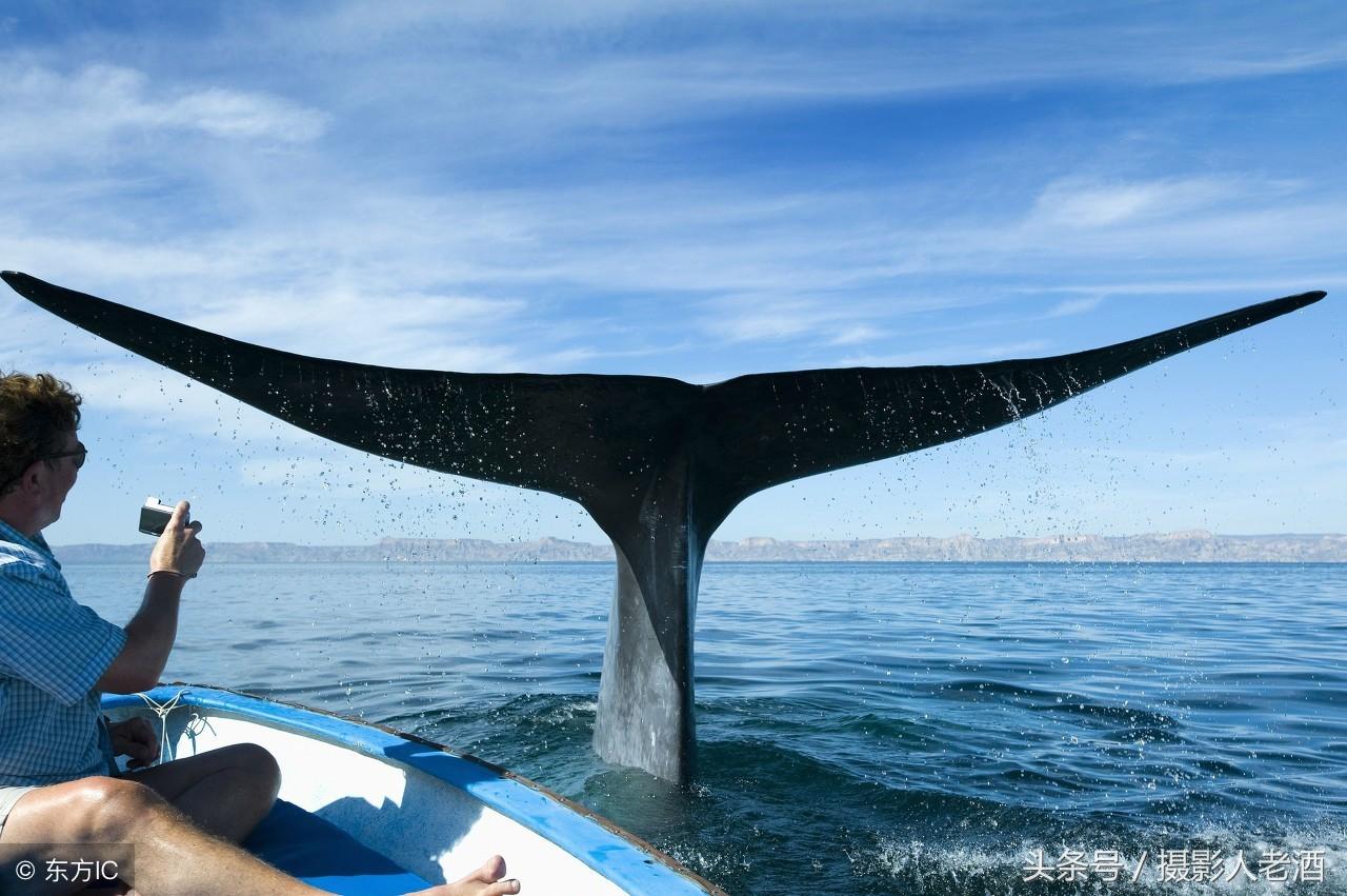 蓝鲸:世界上已知体积最大的动物,刚出生就比大象还重