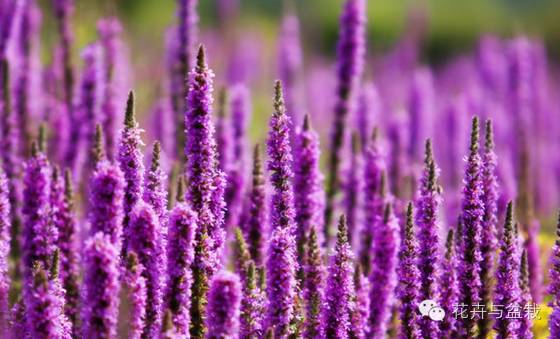 狭叶薰衣草，浪漫如它，来看薰衣草吧！（狭叶薰衣草精油）
