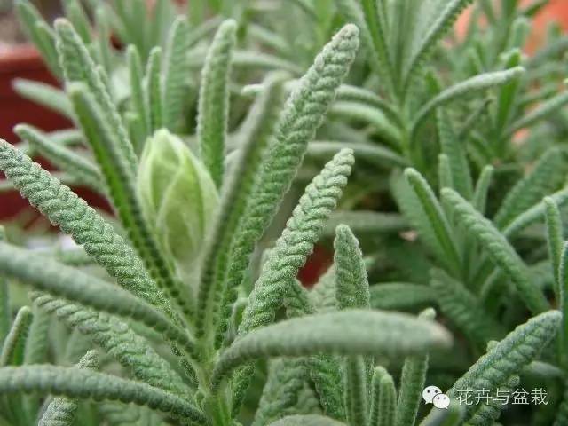 狭叶薰衣草，浪漫如它，来看薰衣草吧！（狭叶薰衣草精油）