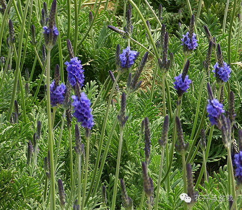 狭叶薰衣草，浪漫如它，来看薰衣草吧！（狭叶薰衣草精油）