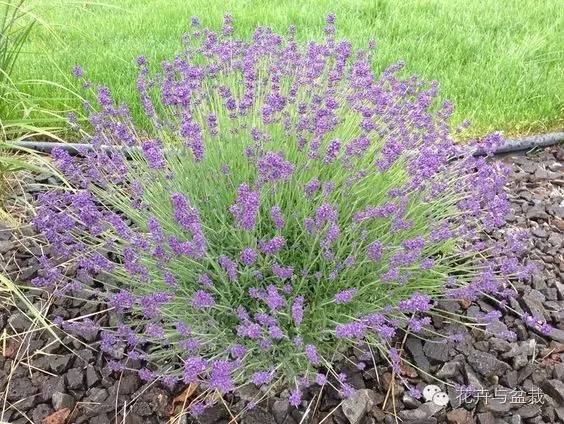 狭叶薰衣草，浪漫如它，来看薰衣草吧！（狭叶薰衣草精油）