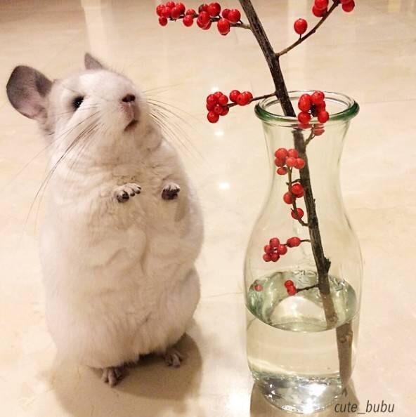 龙猫和老鼠是一类吗，龙猫和老鼠是一类吗动画片（萌化人的龙猫荷兰猪居然是老鼠的亲戚）