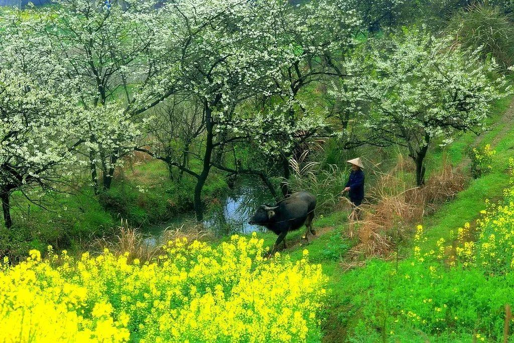 羊驼为什么叫草泥马，羊驼叫草泥马的原因（叫三月烟雨飘摇的江南）