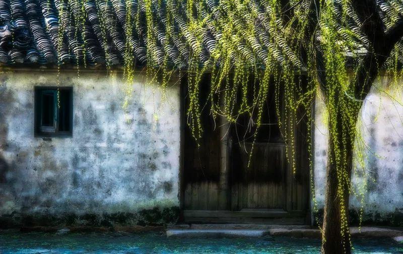 羊驼为什么叫草泥马，羊驼叫草泥马的原因（叫三月烟雨飘摇的江南）