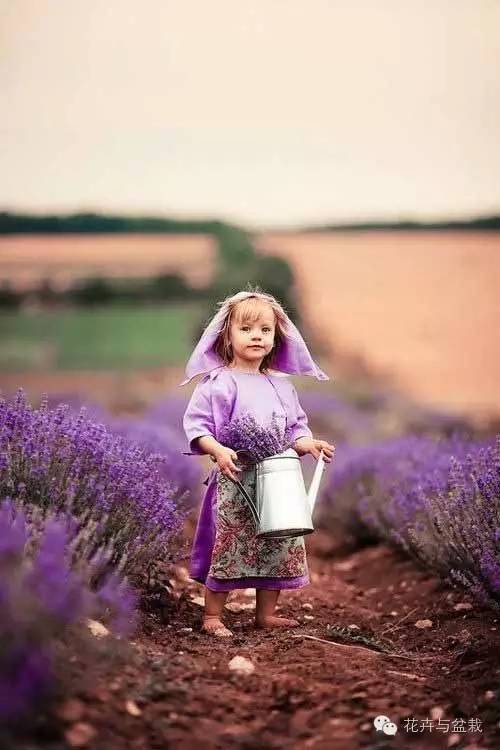 狭叶薰衣草，浪漫如它，来看薰衣草吧！（狭叶薰衣草精油）