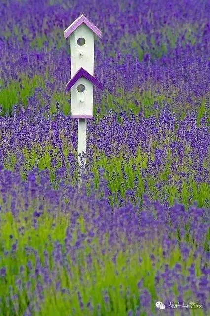 狭叶薰衣草，浪漫如它，来看薰衣草吧！（狭叶薰衣草精油）
