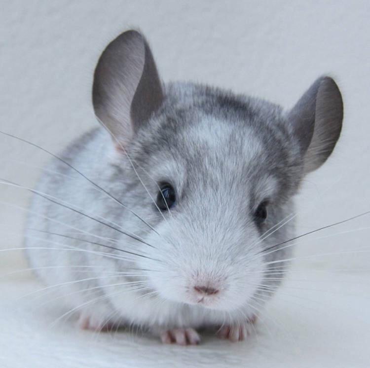 龙猫和老鼠是一类吗，龙猫和老鼠是一类吗动画片（萌化人的龙猫荷兰猪居然是老鼠的亲戚）