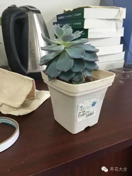 美美哒什么意思，美哒哒是什么意思（35个名词解释）