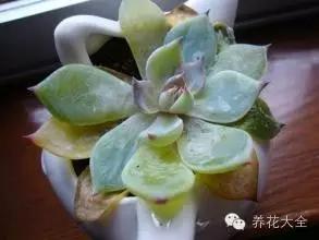 美美哒什么意思，美哒哒是什么意思（35个名词解释）