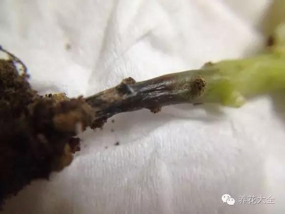 美美哒什么意思，美哒哒是什么意思（35个名词解释）