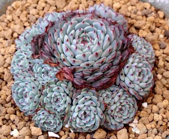 美美哒什么意思，美哒哒是什么意思（35个名词解释）