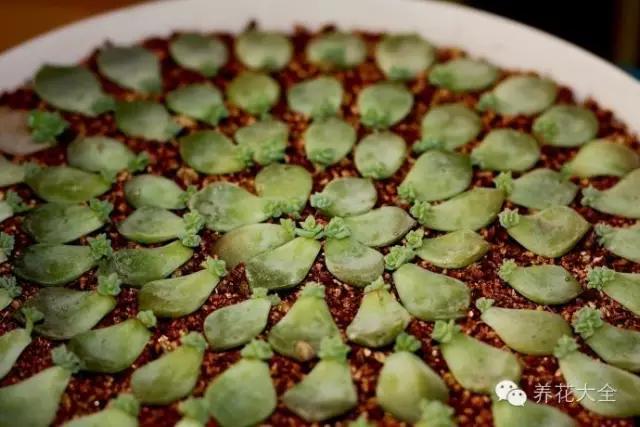 美美哒什么意思，美哒哒是什么意思（35个名词解释）