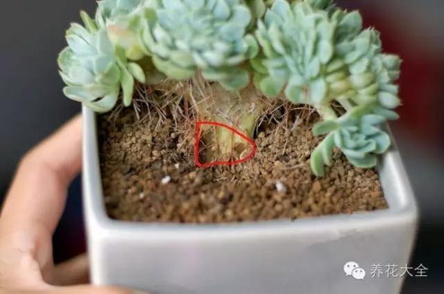 美美哒什么意思，美哒哒是什么意思（35个名词解释）