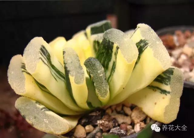 美美哒什么意思，美哒哒是什么意思（35个名词解释）