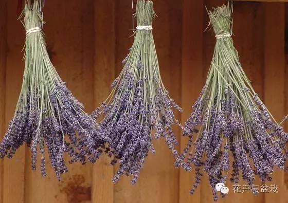 狭叶薰衣草，浪漫如它，来看薰衣草吧！（狭叶薰衣草精油）