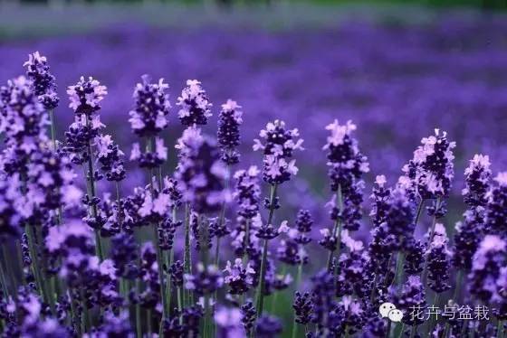狭叶薰衣草，浪漫如它，来看薰衣草吧！（狭叶薰衣草精油）