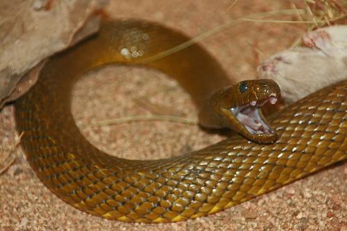 凶残的毒蛇,在很多蛇类排行榜上稳居第一,不管是在动物世界还是生活中