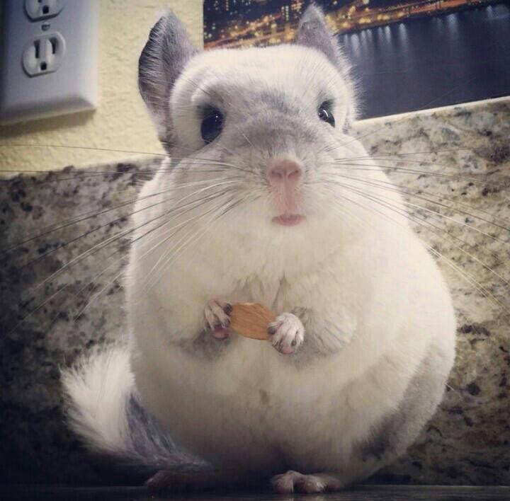 龙猫和老鼠是一类吗，龙猫和老鼠是一类吗动画片（萌化人的龙猫荷兰猪居然是老鼠的亲戚）