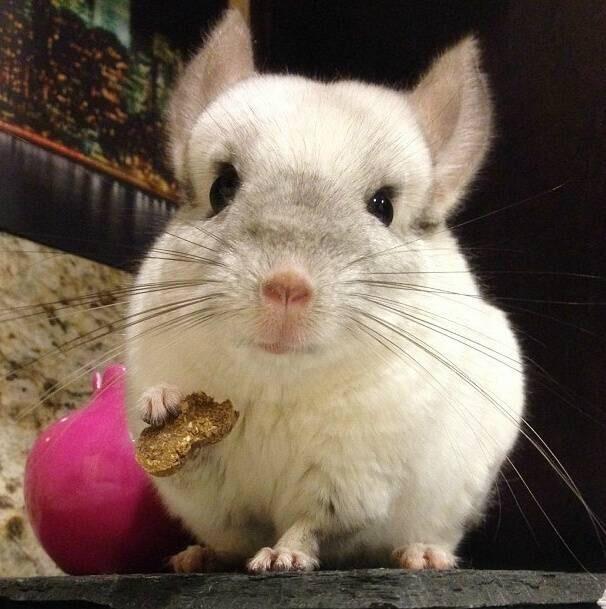 龙猫和老鼠是一类吗，龙猫和老鼠是一类吗动画片（萌化人的龙猫荷兰猪居然是老鼠的亲戚）