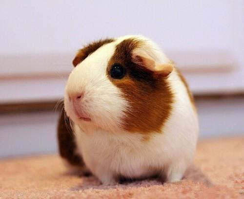 龙猫和老鼠是一类吗，龙猫和老鼠是一类吗动画片（萌化人的龙猫荷兰猪居然是老鼠的亲戚）