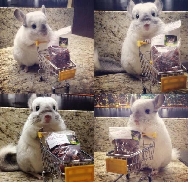 龙猫和老鼠是一类吗，龙猫和老鼠是一类吗动画片（萌化人的龙猫荷兰猪居然是老鼠的亲戚）