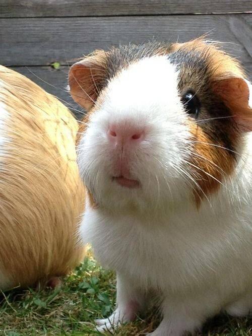 龙猫和老鼠是一类吗，龙猫和老鼠是一类吗动画片（萌化人的龙猫荷兰猪居然是老鼠的亲戚）