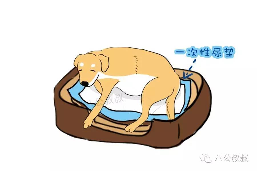 狗狗为什么要用爪子挖地，狗狗要当妈妈啦，你准备好了吗