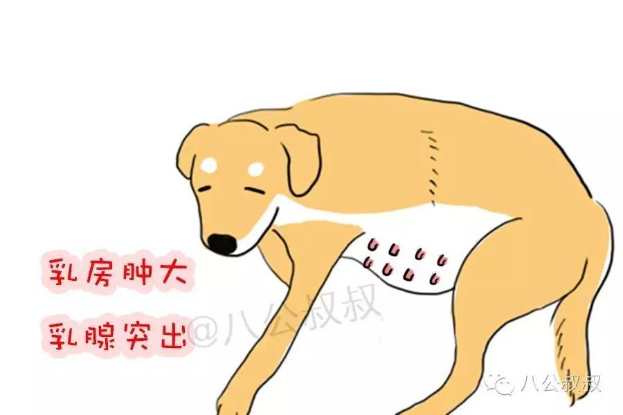 狗狗为什么要用爪子挖地，狗狗要当妈妈啦，你准备好了吗