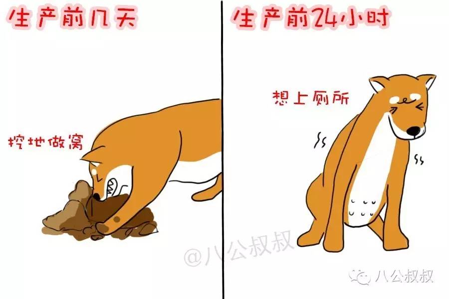 狗狗为什么要用爪子挖地，狗狗要当妈妈啦，你准备好了吗